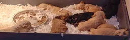Cockapoo dogs for sale: Cockapoo pups  - Advert 8