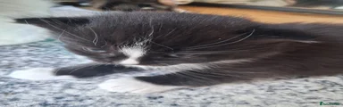 British Longhair 1