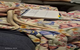 Corn Snake reptiles for sale: Male snow tessera corn snake for sale  in Orpington - Advert 4