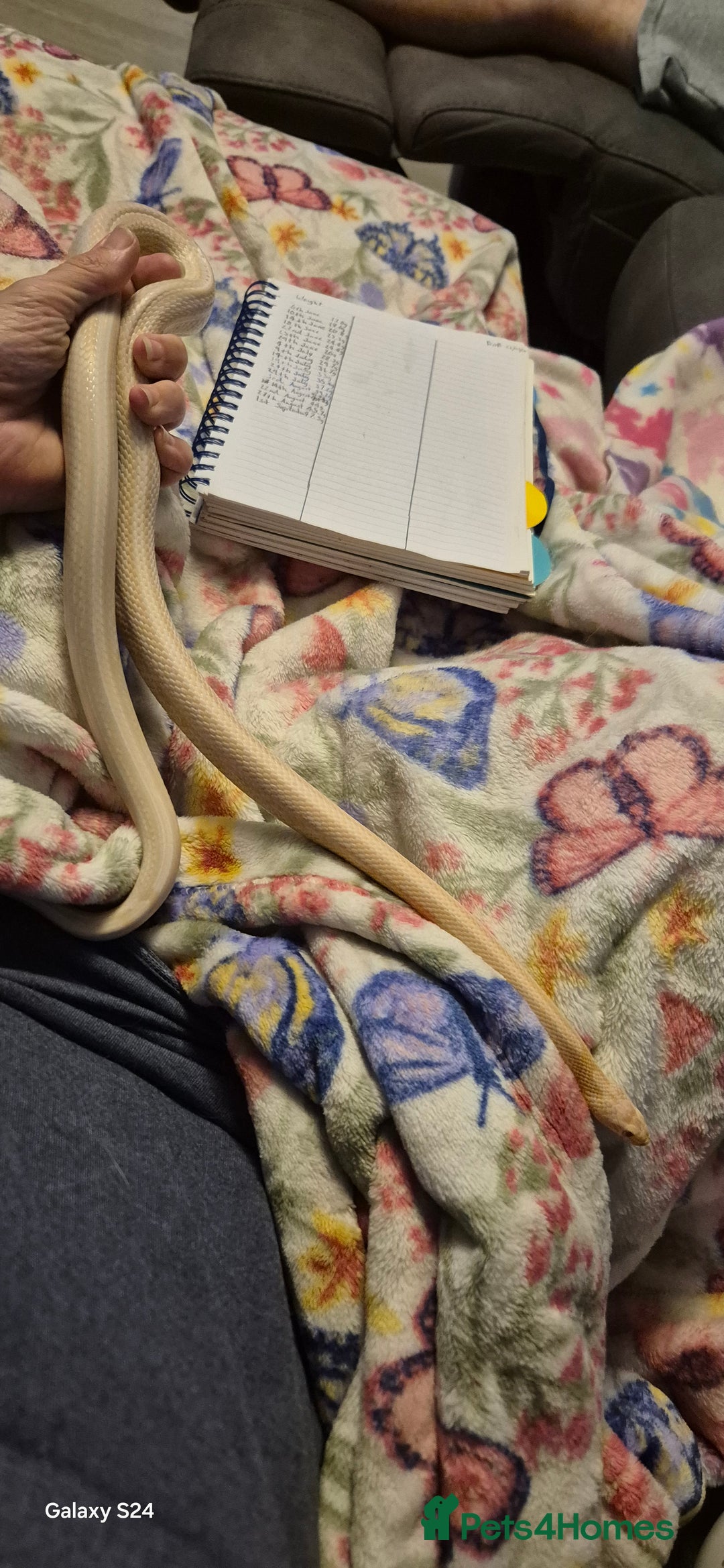 Corn Snake reptiles for sale: Male snow tessera corn snake for sale  in Orpington - Advert 4