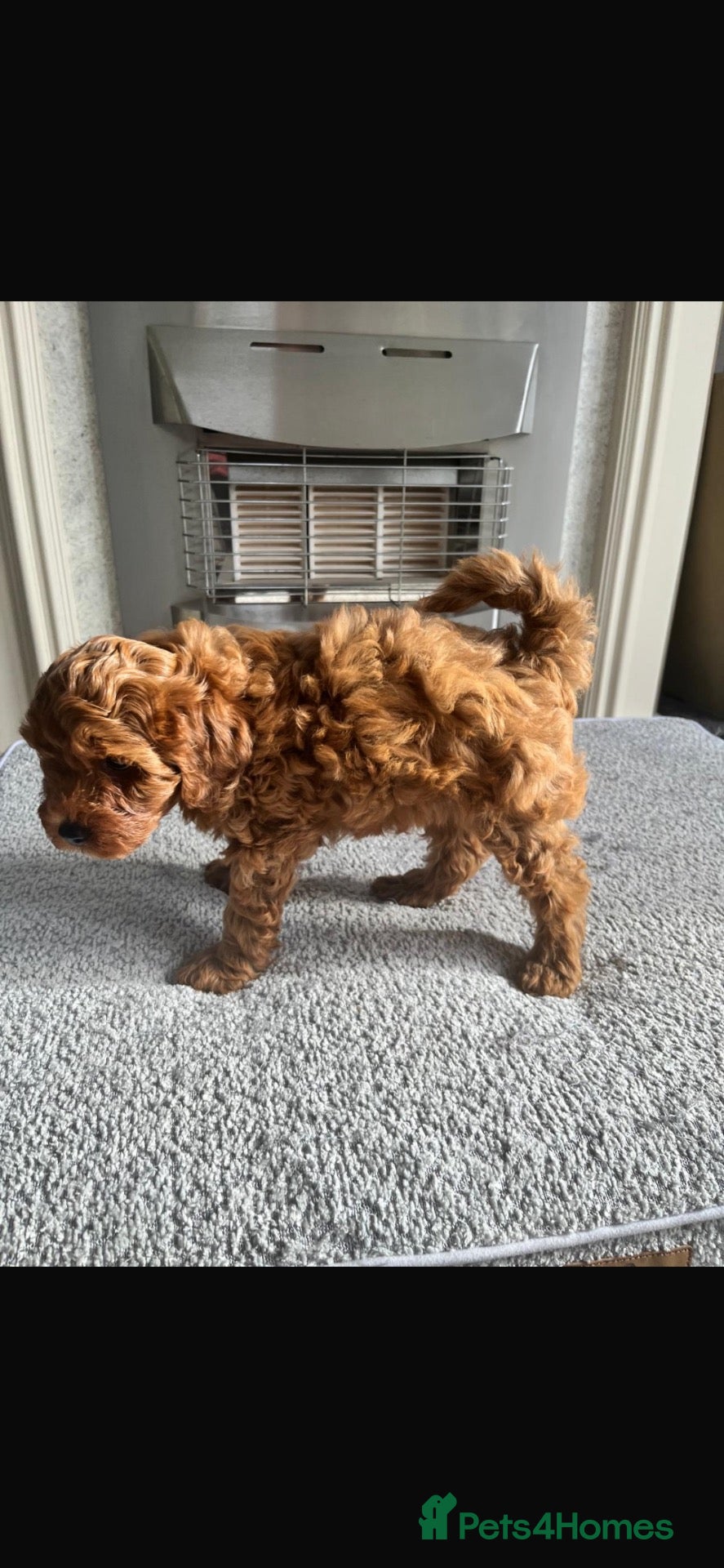 Cavapoo dogs Stunning red Cavapoo pups  - Advert 2
