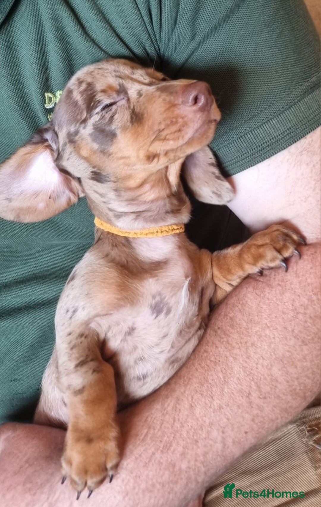 Miniature Dachshund dogs for sale: Gorgeous Mini Smooth Dachshunds Ready Now - Image 9