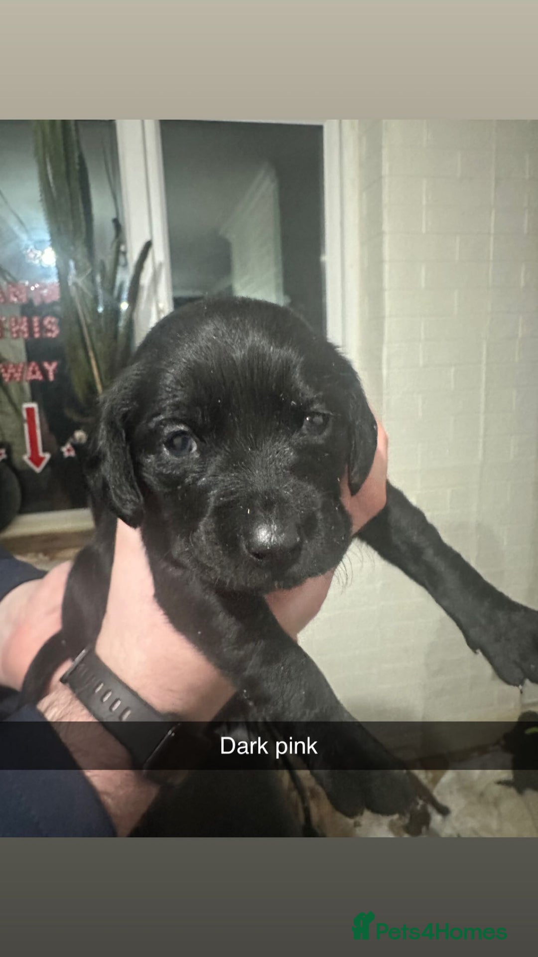 Cockerdor dogs for sale: Cockerdors - Advert 7