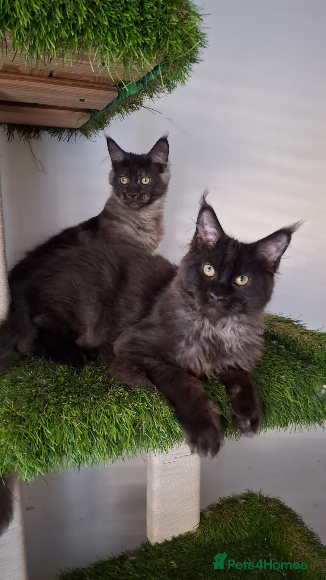 Maine Coon cats for sale: Tica register Maine Coon kittens  - Advert 2