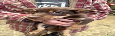 Red dog 
