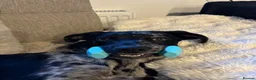 Mixed Breed dogs for sale: Welsh Collie x Labrador for sale - Advert 5