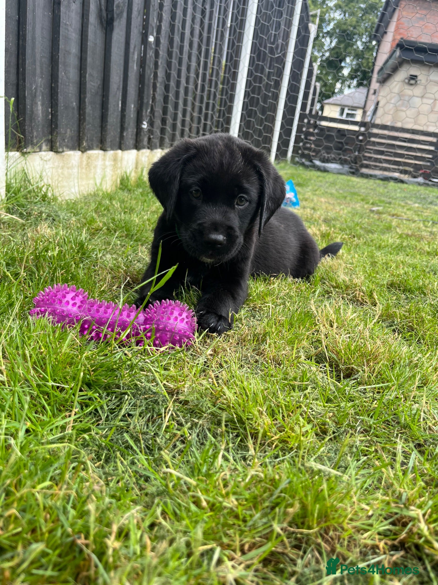 Labrador Retriever dogs Two left! Labrador puppies - Advert 10