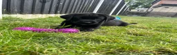 Labrador Retriever dogs for sale: Ready now! Female black Labrador - Advert 1