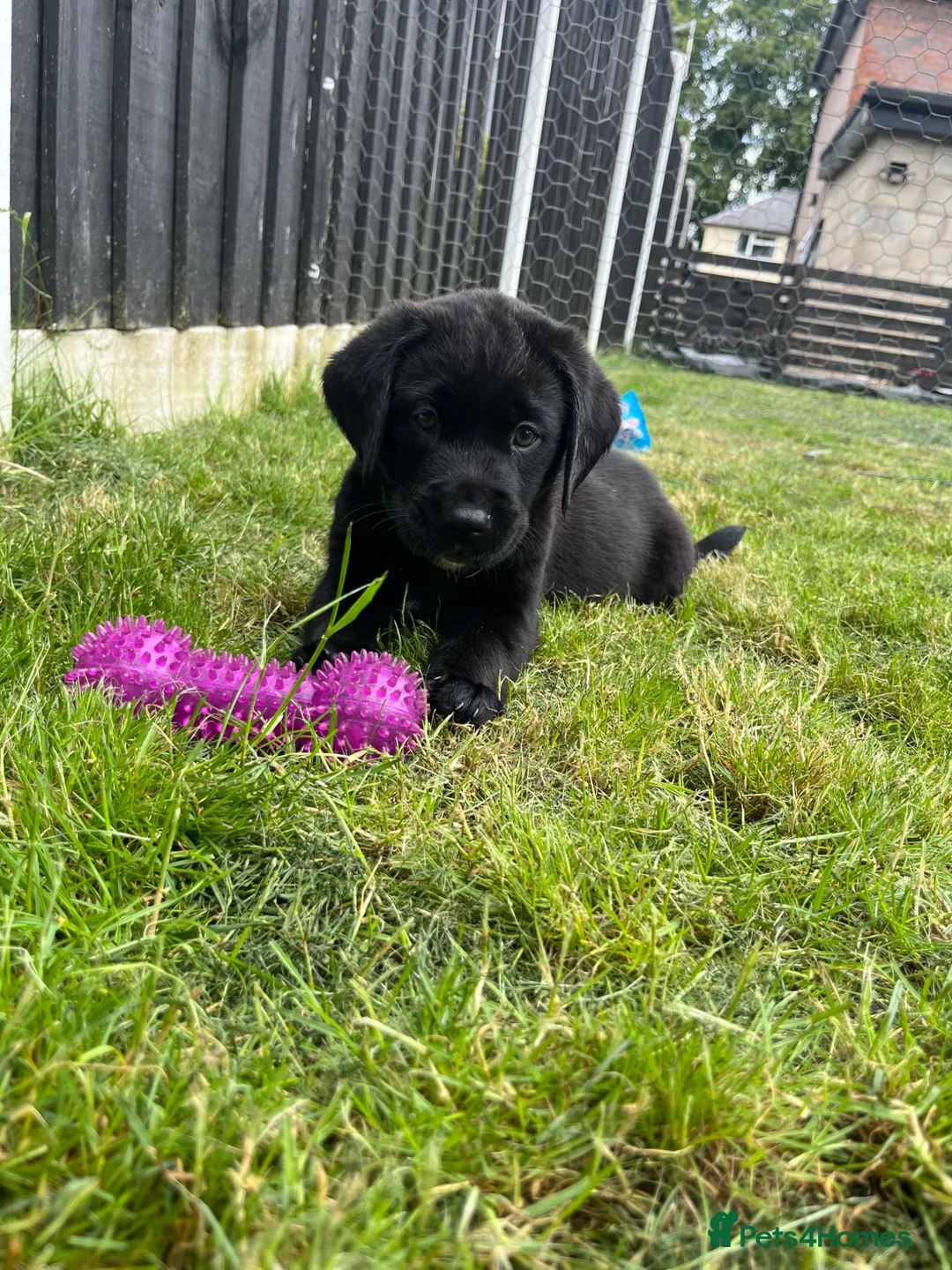 Labrador Retriever dogs for sale: Ready now! Female black Labrador - Advert 1