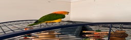 Parrots birds for sale: Caique parrot  - Advert 4