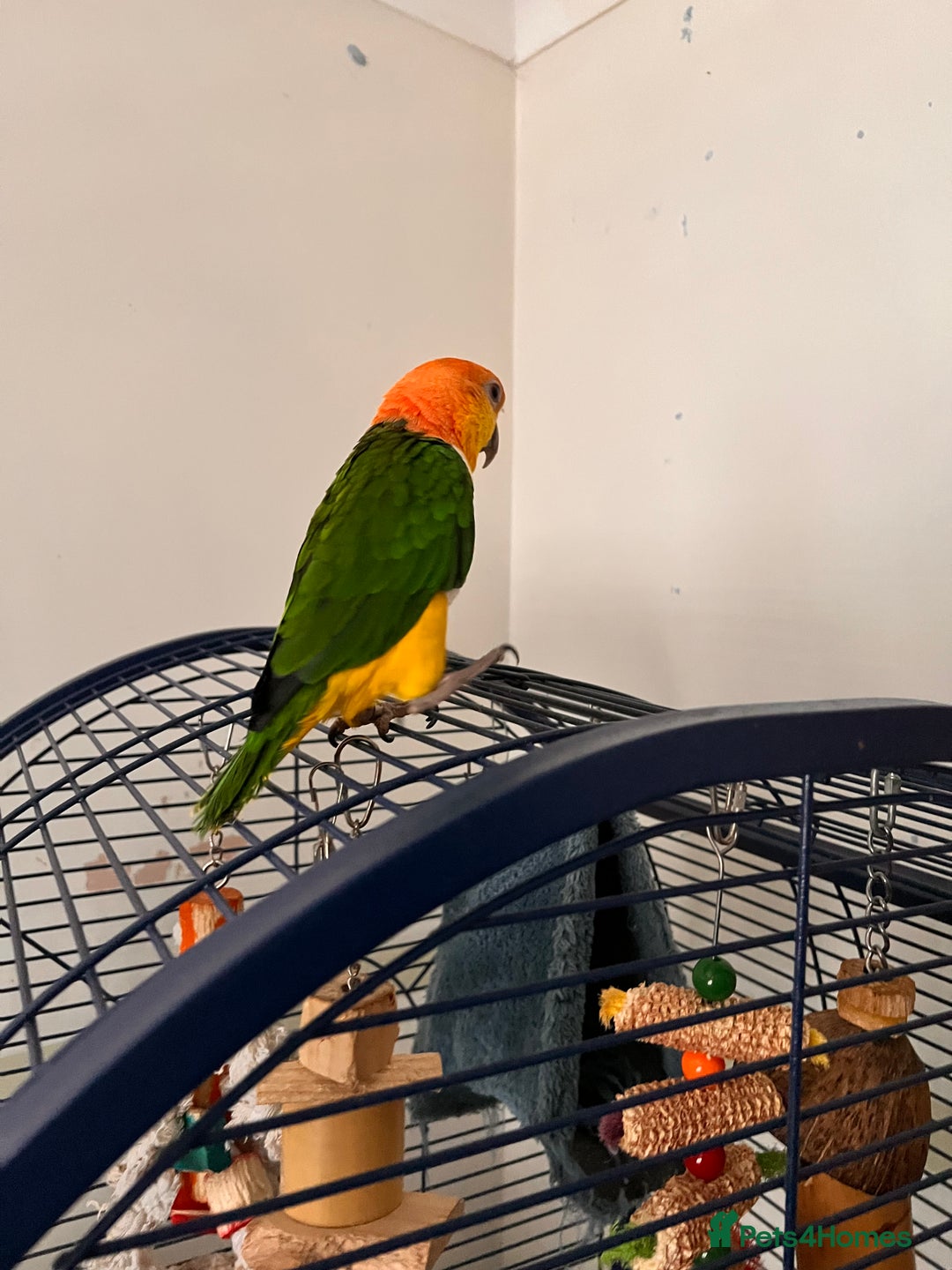 Parrots birds for sale: Caique parrot  - Advert 4