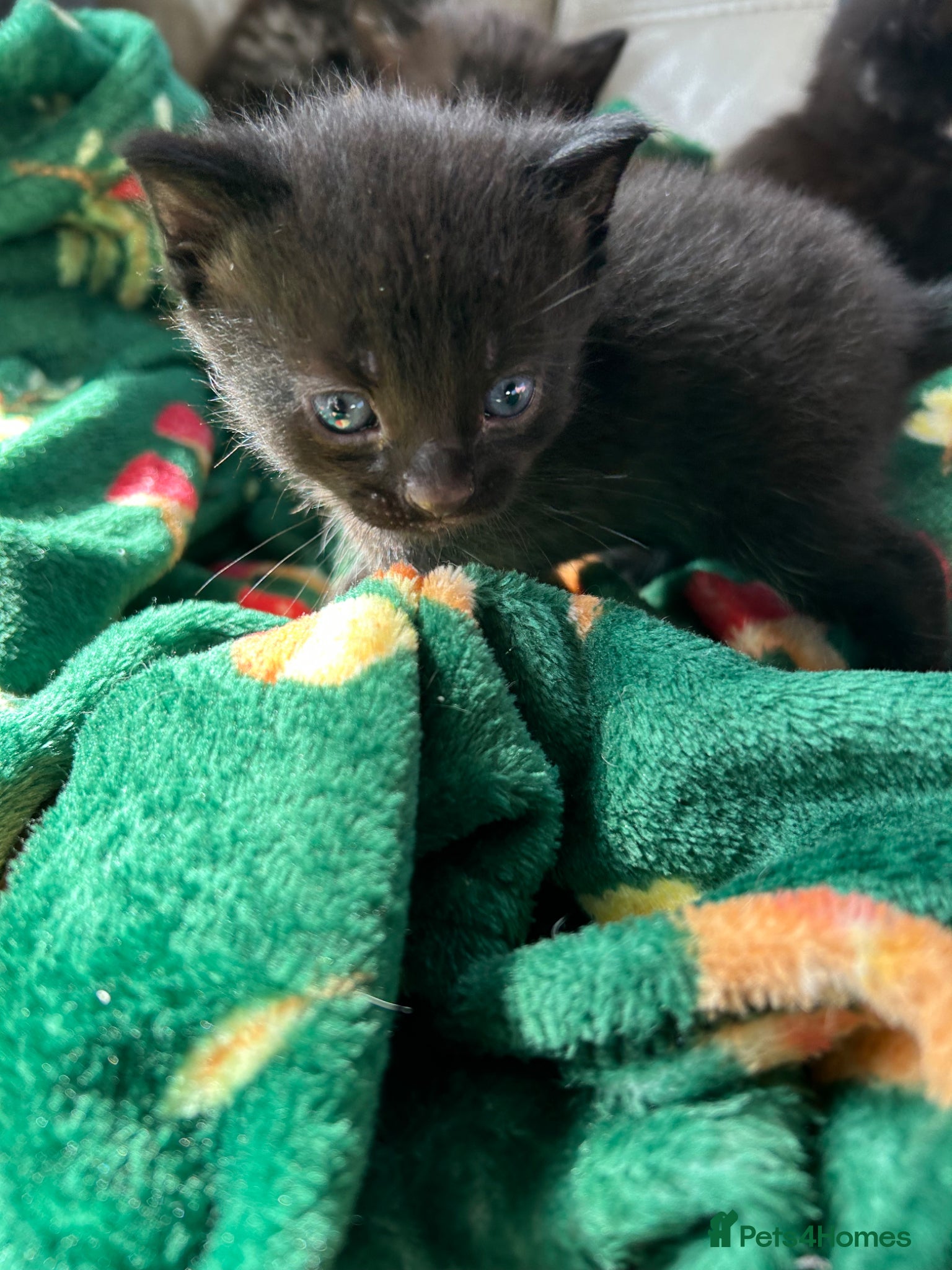 Mixed Breed cats 4 gorgeous fluffy kittens left  - Advert 5