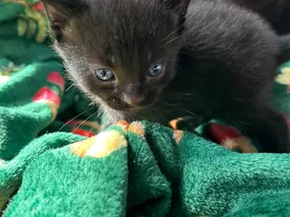 Mixed Breed cats 4 gorgeous fluffy kittens left - Advert 5