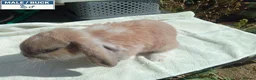 Mini Lop rabbits for sale: Pretty Female & Male Baby Rabbits - Advert 1