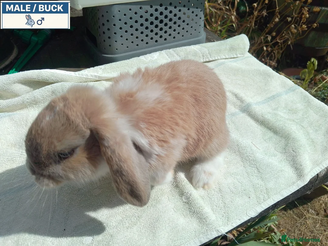 Mini Lop rabbits for sale: Pretty Female & Male Baby Rabbits - Advert 1