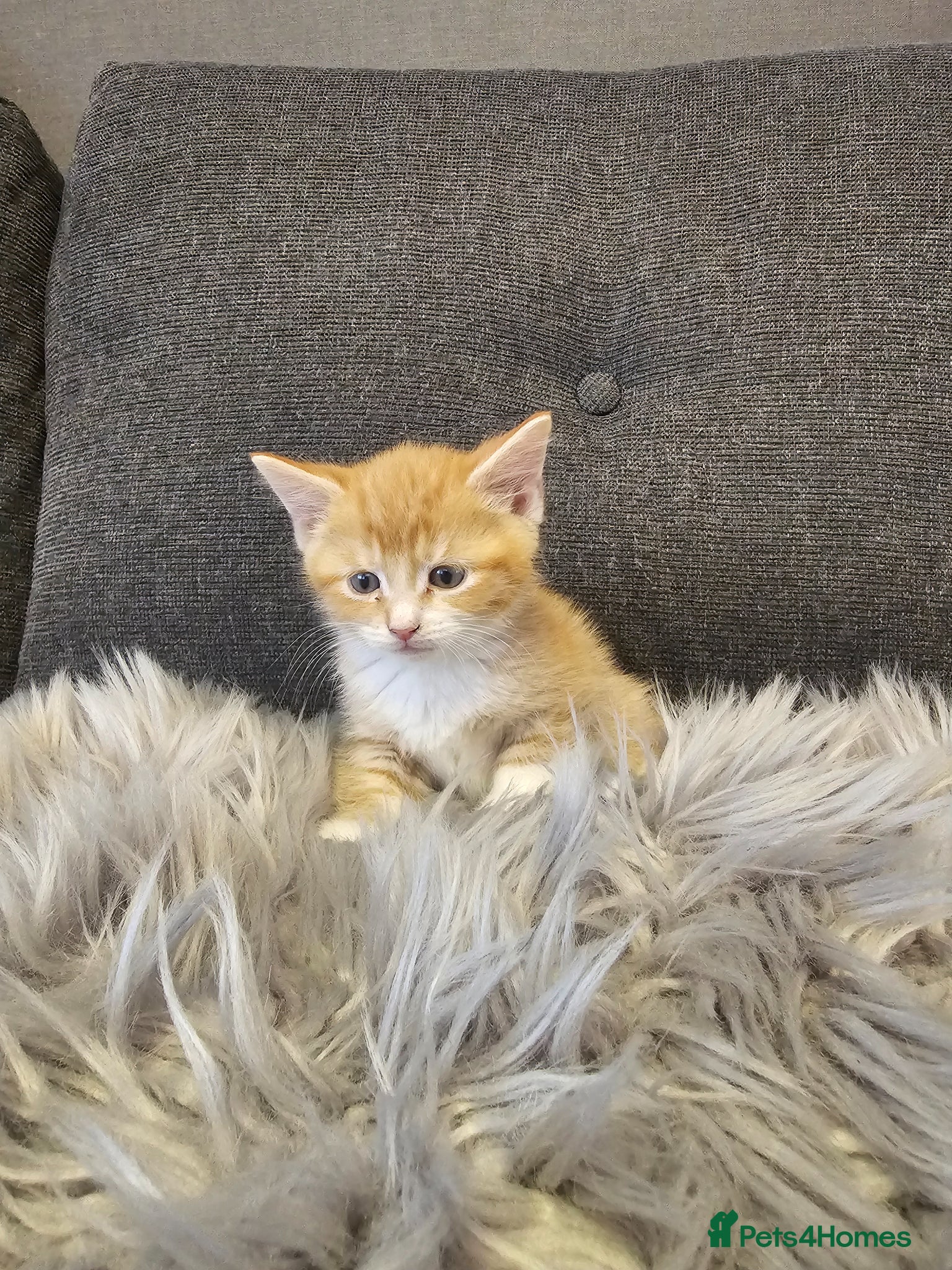 Mixed Breed cats Cute kittens - Advert 1