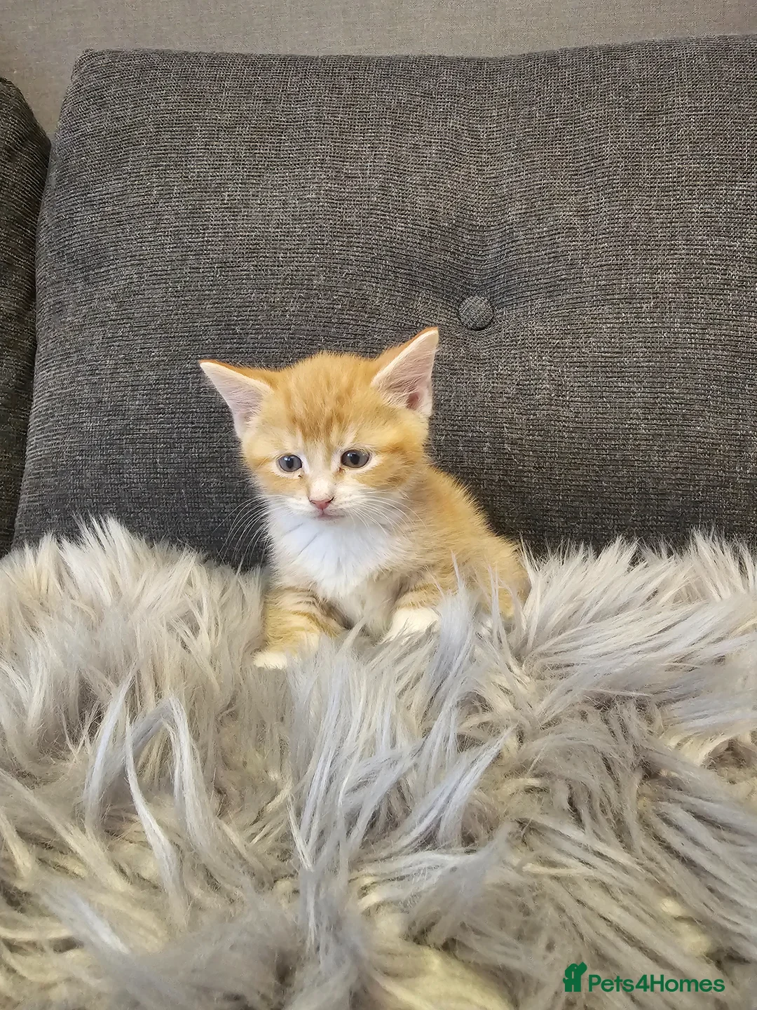 Mixed Breed cats for sale: Cute kittens in Leeds - Advert 1