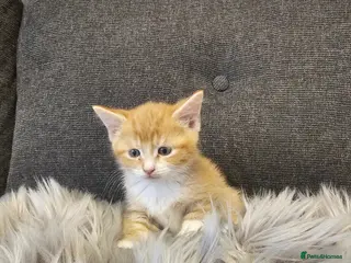Mixed Breed cats Cute kittens - Advert 1