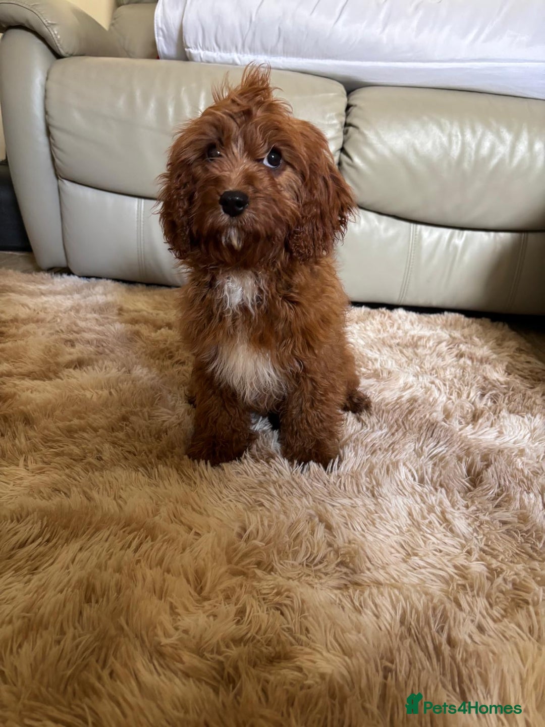Cavapoo dogs for sale: F1b cavapoos two males left  in Worcester - Image 1