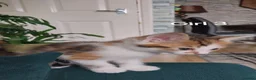 Mixed Breed cats for sale: 4 kittens  - Advert 3