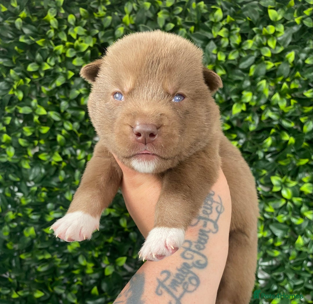 Siberian Husky dogs for stud: Togo PROVEN!! in Warwick - Image 10