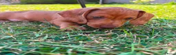 Miniature Dachshund dogs for sale: Stunning KC Miniature Dachshunds in Wednesbury - Advert 11