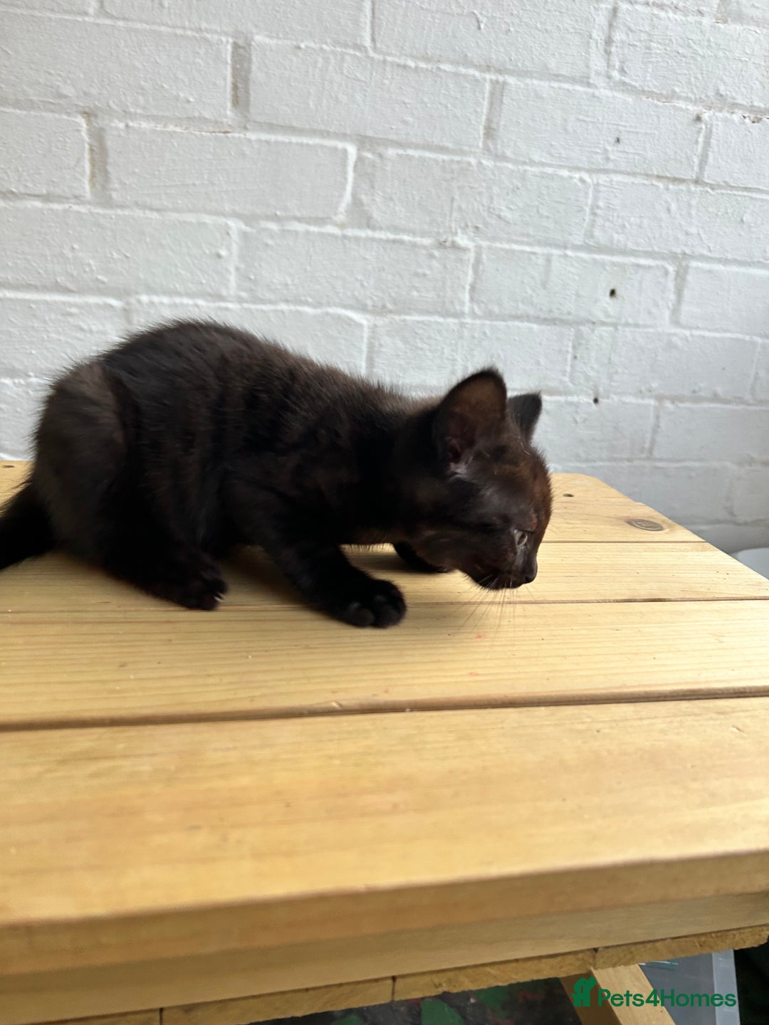 British Longhair cats for sale: Ready to home🤍 3 Black Tabby & 2 Multicoloured - Image 15