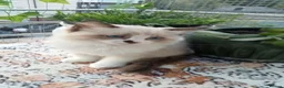 Ragdoll cats for sale: Playful Ragdoll Kittens in Plymouth - Advert 9