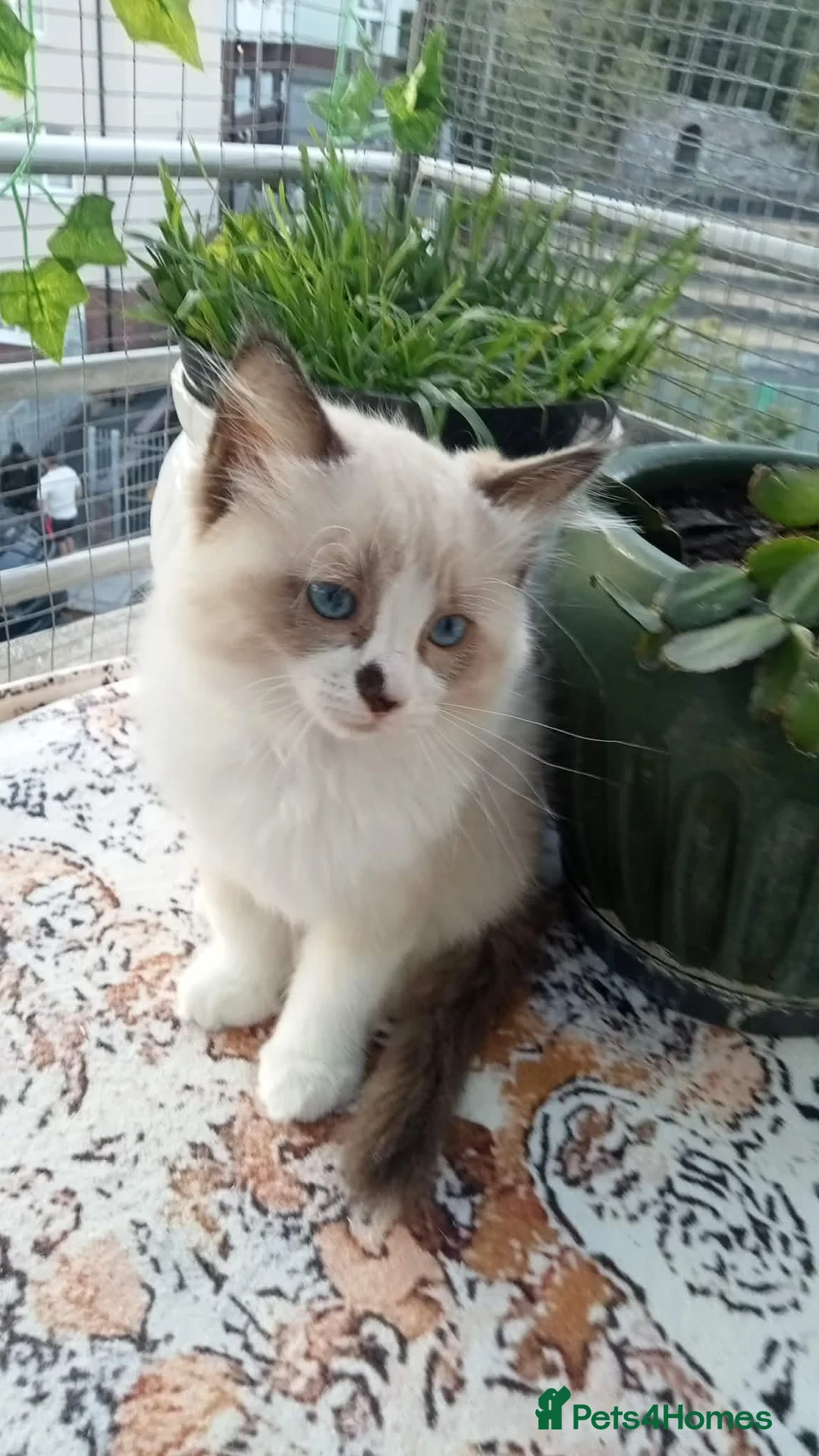 Ragdoll cats for sale: Playful Ragdoll Kittens in Plymouth - Advert 9
