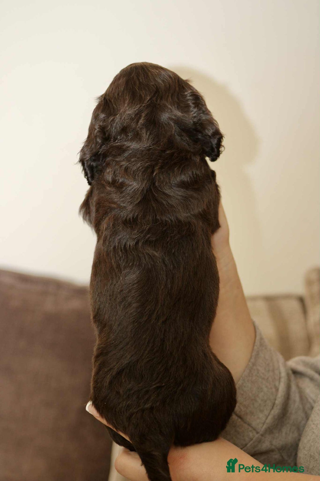 Cockapoo dogs for sale: Adorable Cockerpoo puppies F1B - Image 5