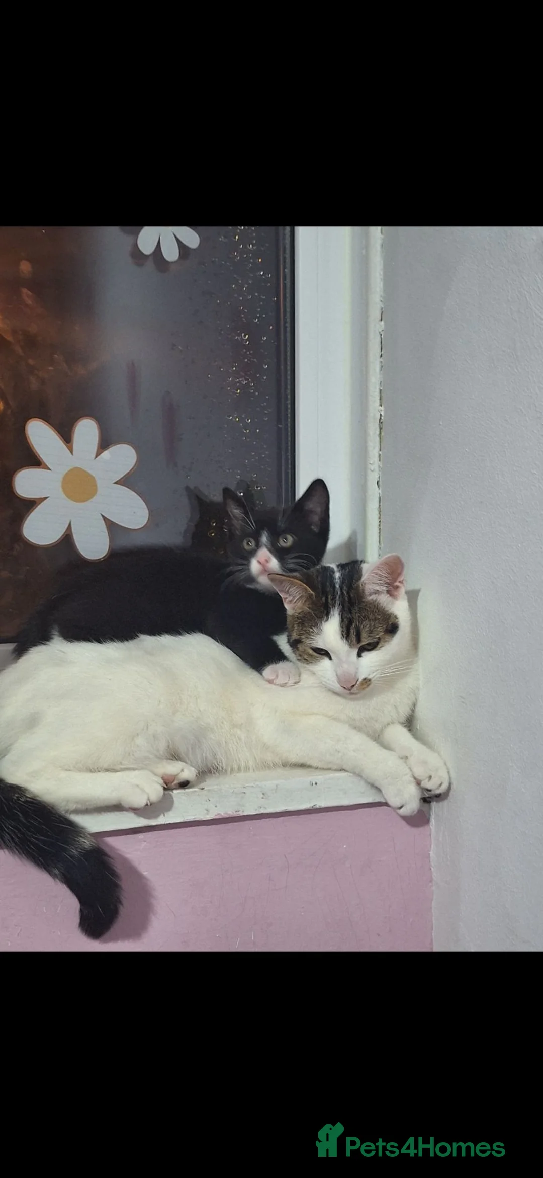 Mixed Breed cats for sale: 2 Kittens For sale £40 each. - Advert 13