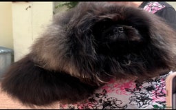 Pekingese dogs for sale: Gorgeous adult male and female  - Image 6