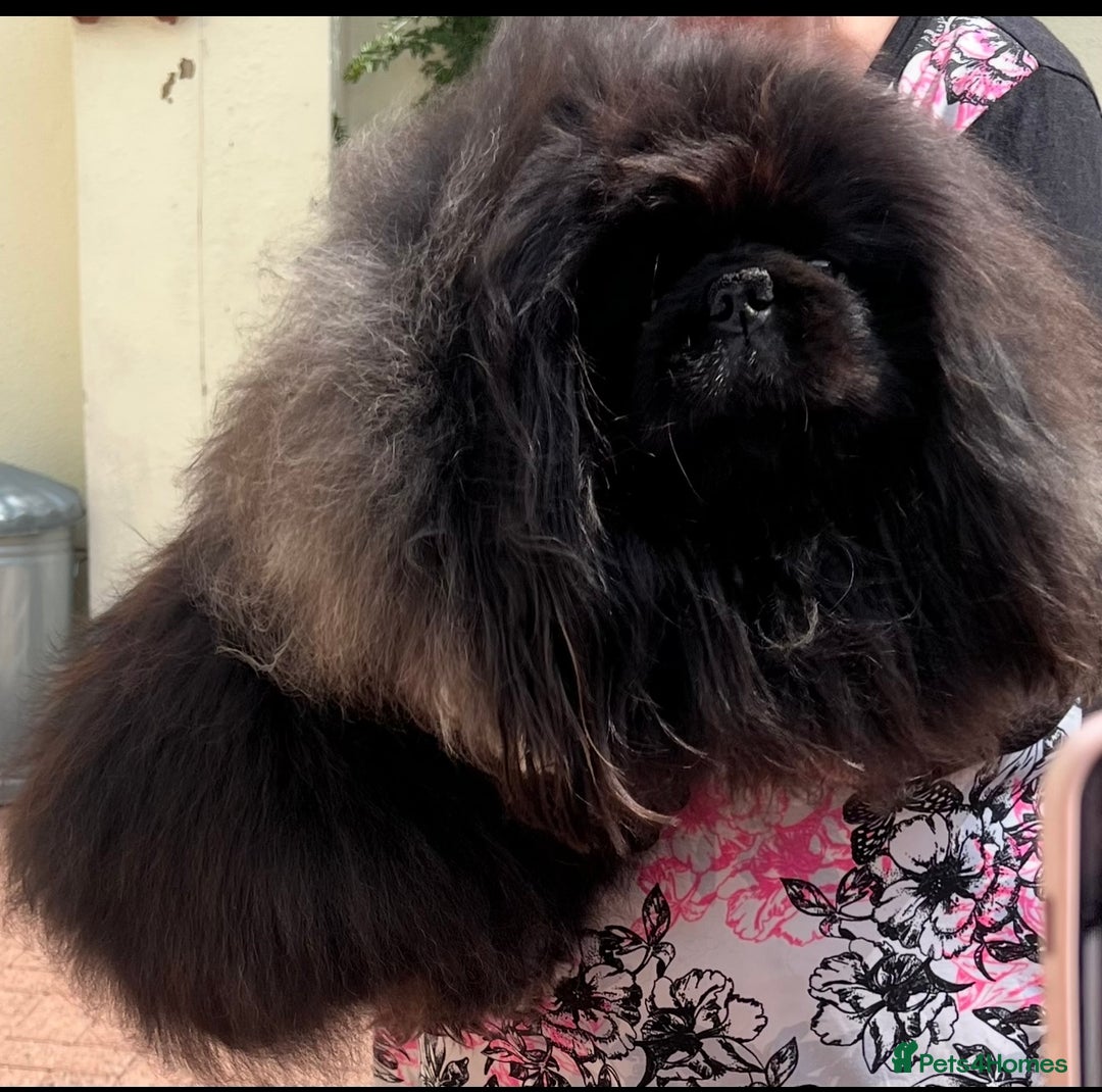 Pekingese dogs for sale: Gorgeous adult male and female  - Image 6