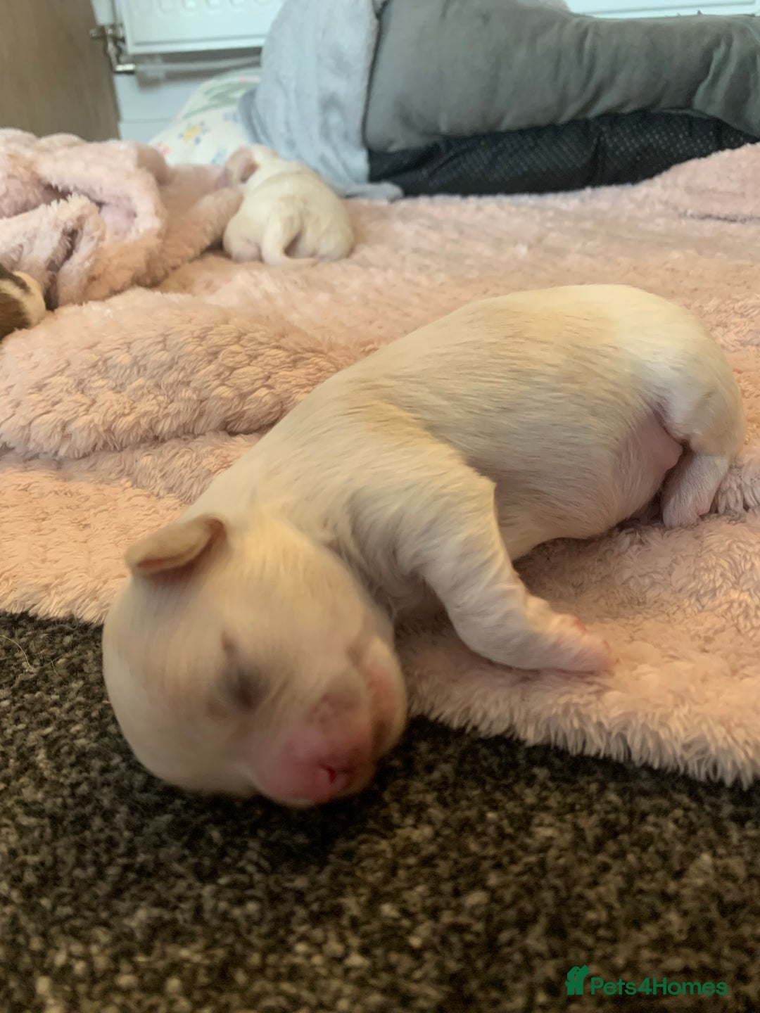 Malshi dogs for sale: Malshi puppies - Image 8