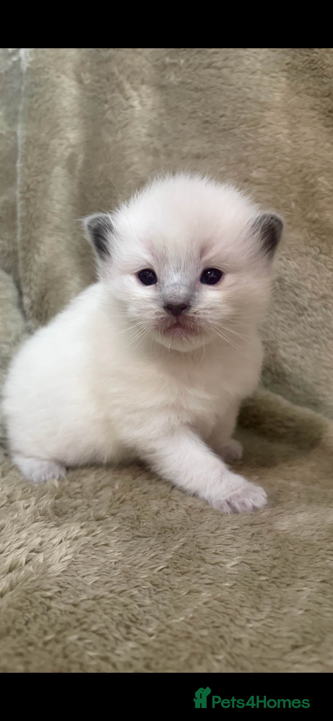 Ragdoll cats for sale: Pedigree ragdolls  - Advert 4