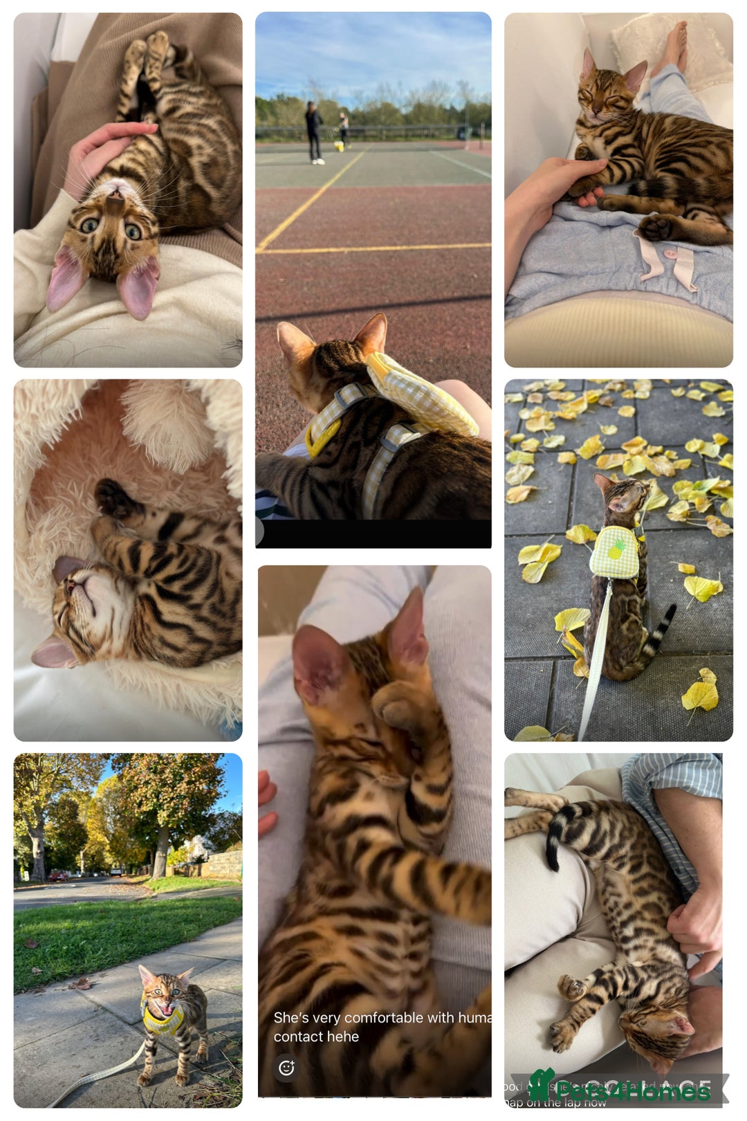 Bengal cats for sale: 🏆🎉New Pedigree Tica Mini Leopards Ready Soon🎉🏆 - Advert 21