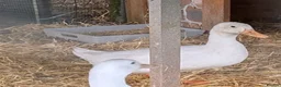 Ducks poultry for sale: Cherry Valley Drake  - Advert 2