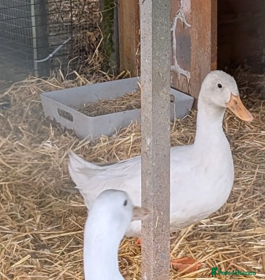 Ducks poultry for sale: Cherry Valley Drake  - Advert 2