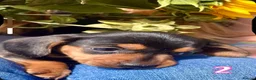Miniature Dachshund dogs for sale: 💕 Lovely Miniature Dachshund Puppies - Advert 4