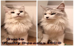 Maine Coon cats for sale: Fluffy Maine Coons 3 girls 1 boy active/non-active - Image 2
