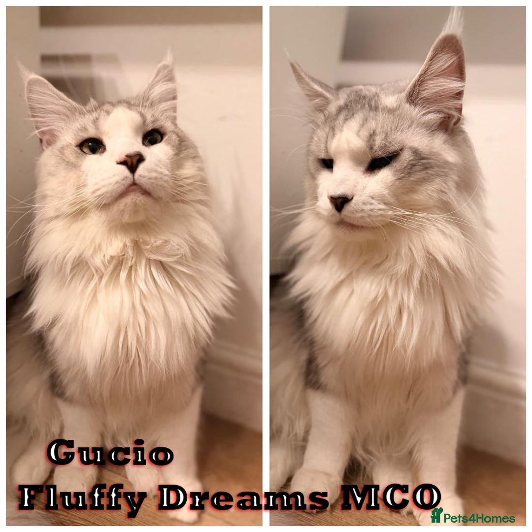 Maine Coon cats for sale: Fluffy Maine Coons 3 girls 1 boy active/non-active - Image 2