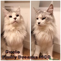 Maine Coon cats - Advert 6