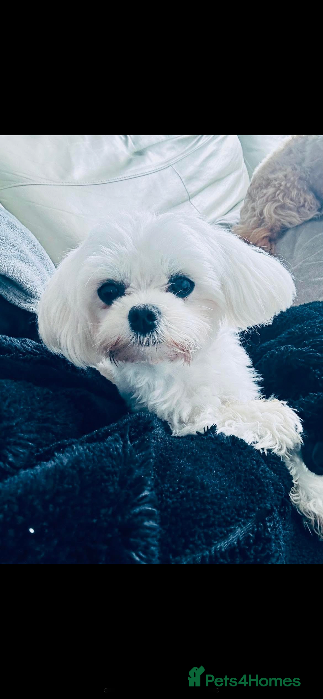 Maltipoo dogs for sale: Quality Exceptionally small maltipoos   - Image 4