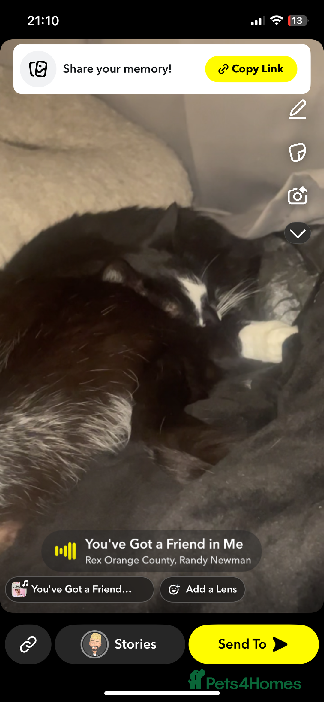 Mixed Breed cats for sale: 2 male cats FREE TO GOOD HOME - Image 2