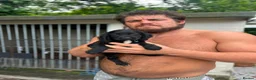 Mixed Breed dogs for sale: 10 beautiful cocker spaniel mix Patterdale Terrier - Advert 7