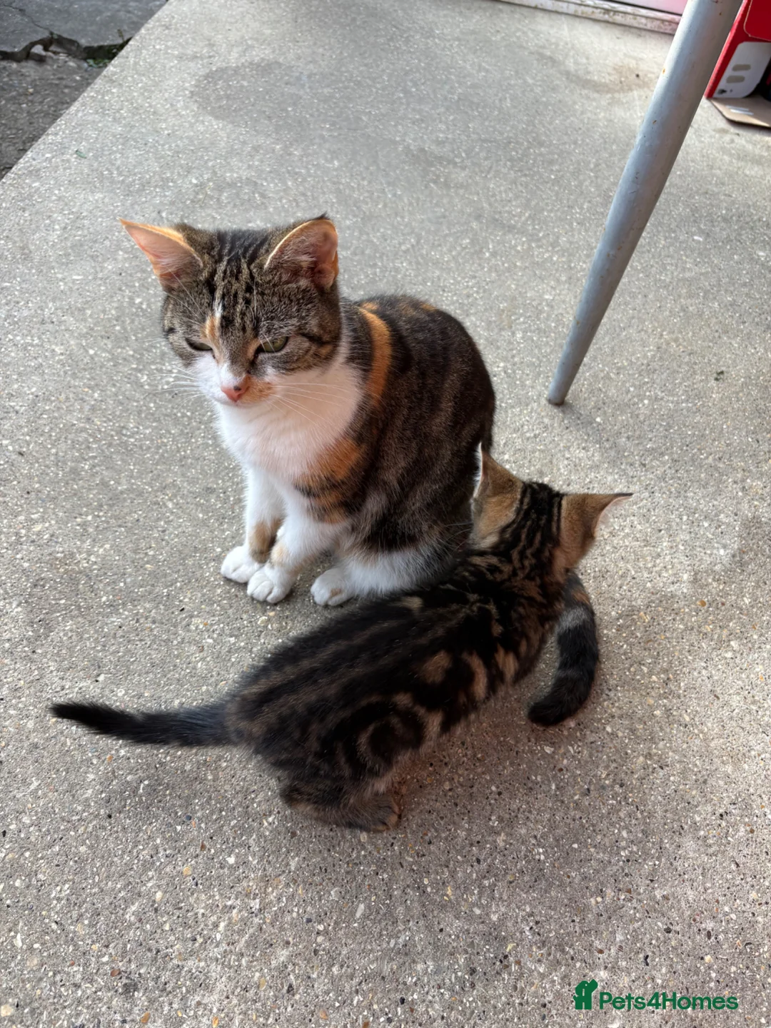 Mixed Breed cats for sale: 3 lovely female kittens - Advert 1