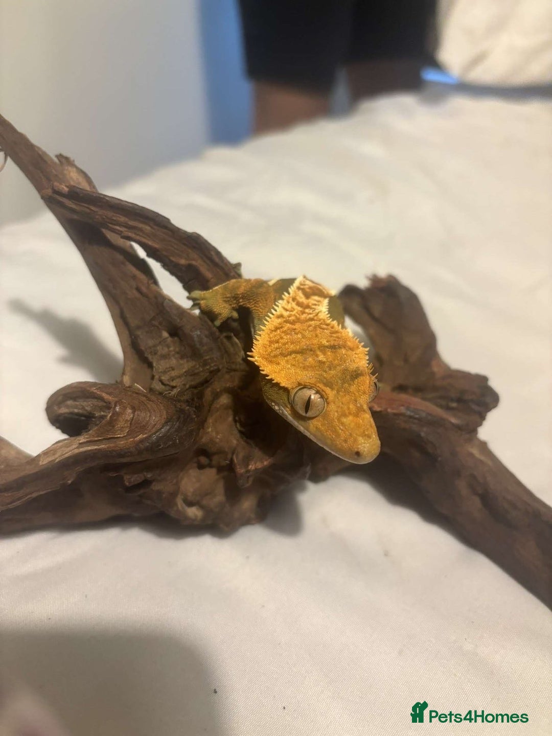 Gecko reptiles for sale: 2 Crested Geckos - Advert 4