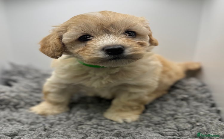 Maltipoo dogs - Advert 7