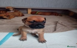 Mixed Breed dogs for sale: Bullmastiff X Puppies - Image 23