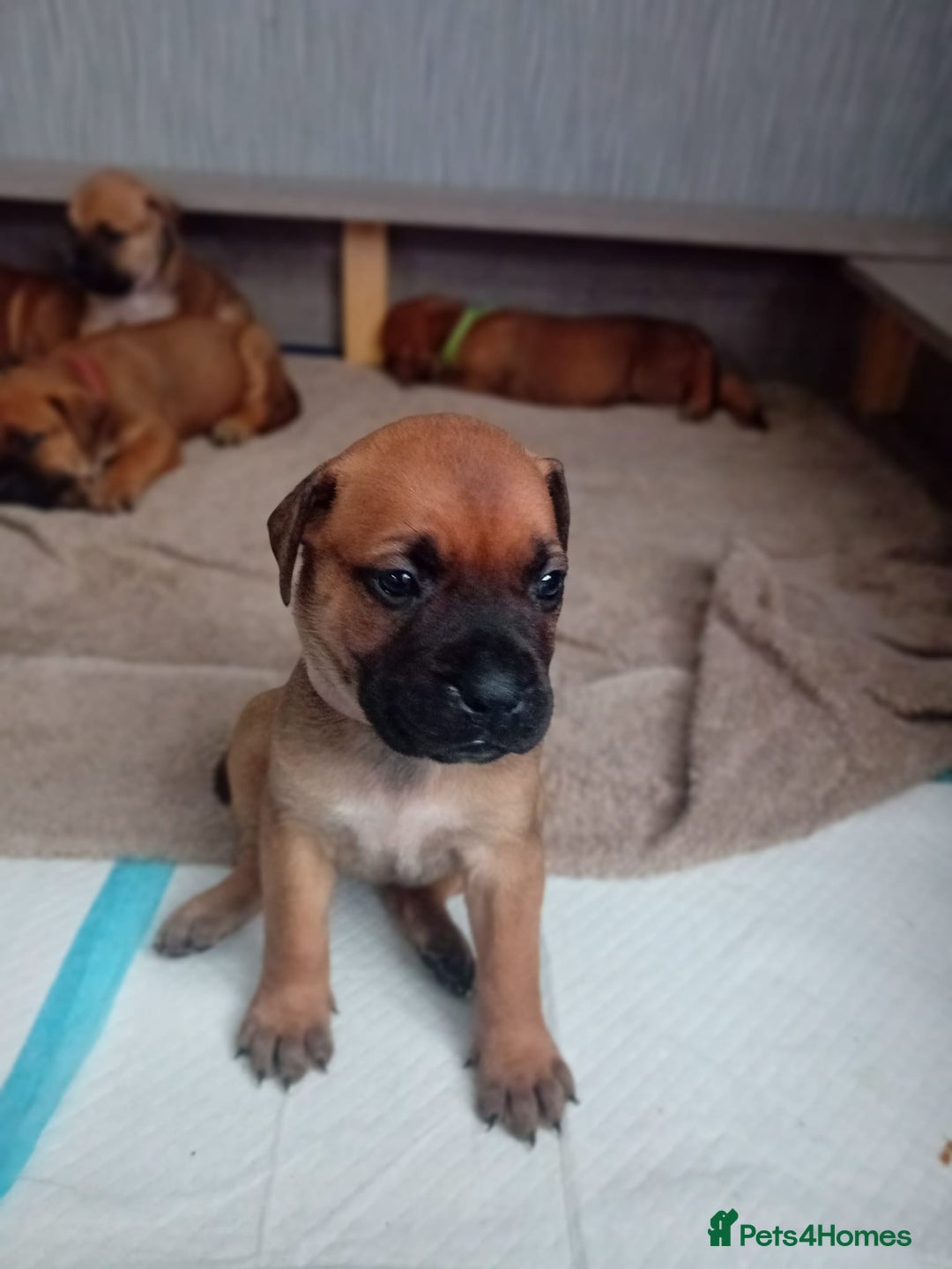 Mixed Breed dogs for sale: Bullmastiff X Puppies - Image 23